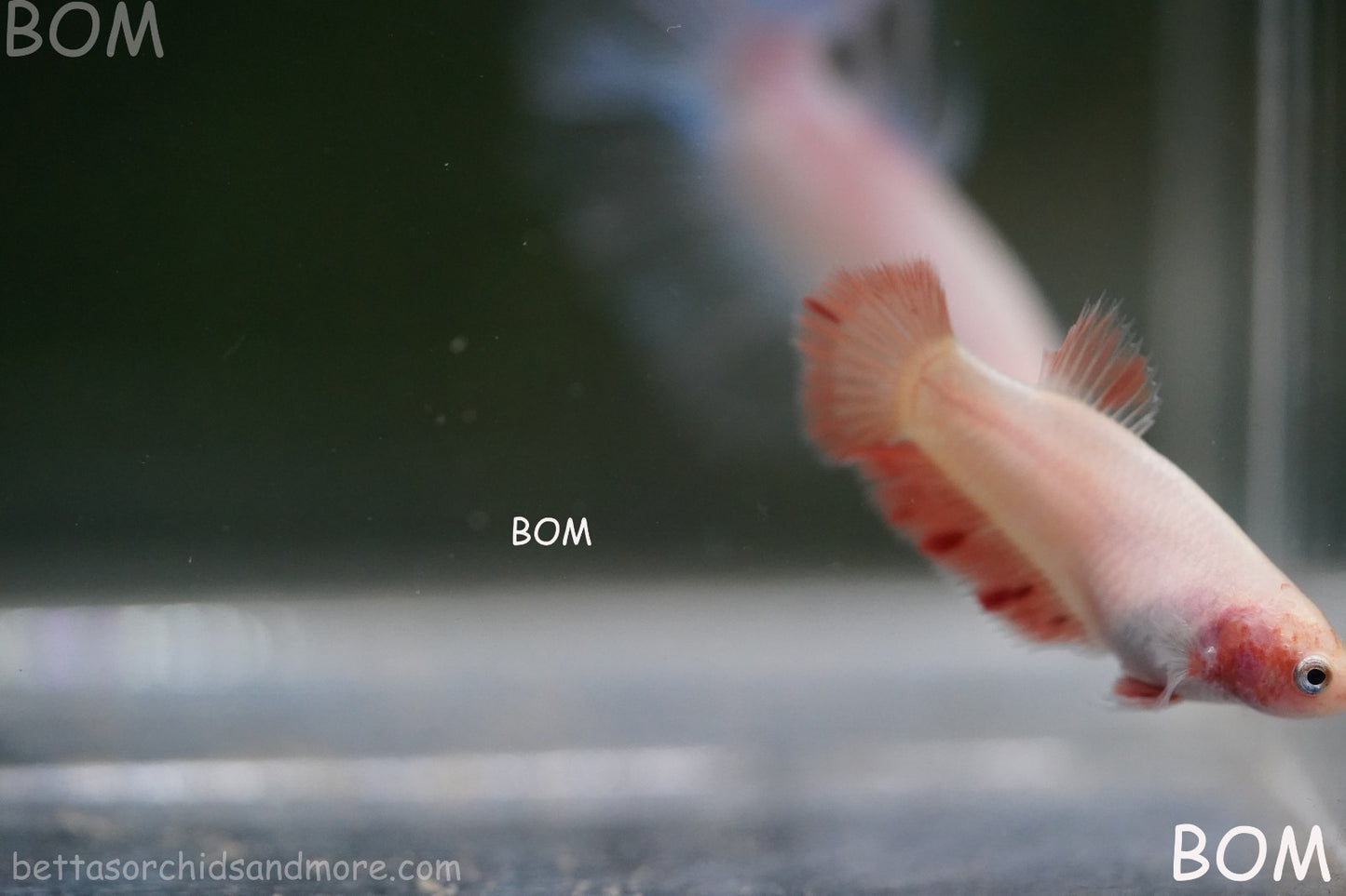 LIVE BETTA FEMALE ARMAGGEDDOM | A VERY UNIQUE FISH  | BOM-A417