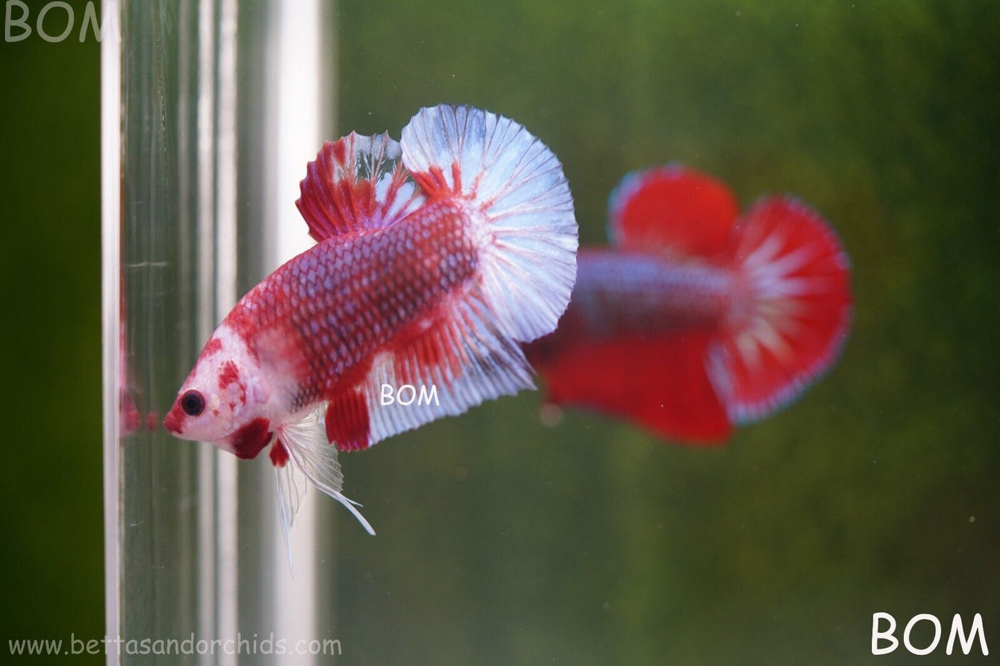 LIVE BETTA HMPK MALE FANCY RED | BOM-A62