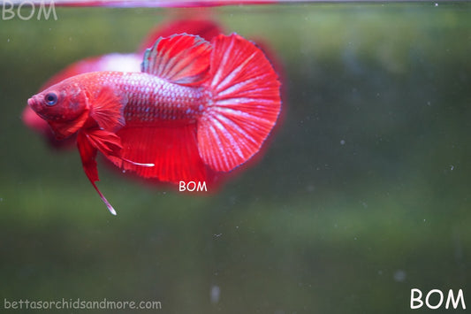 LIVE BETTA HMPK MALE FANCY RED | BOM-R07