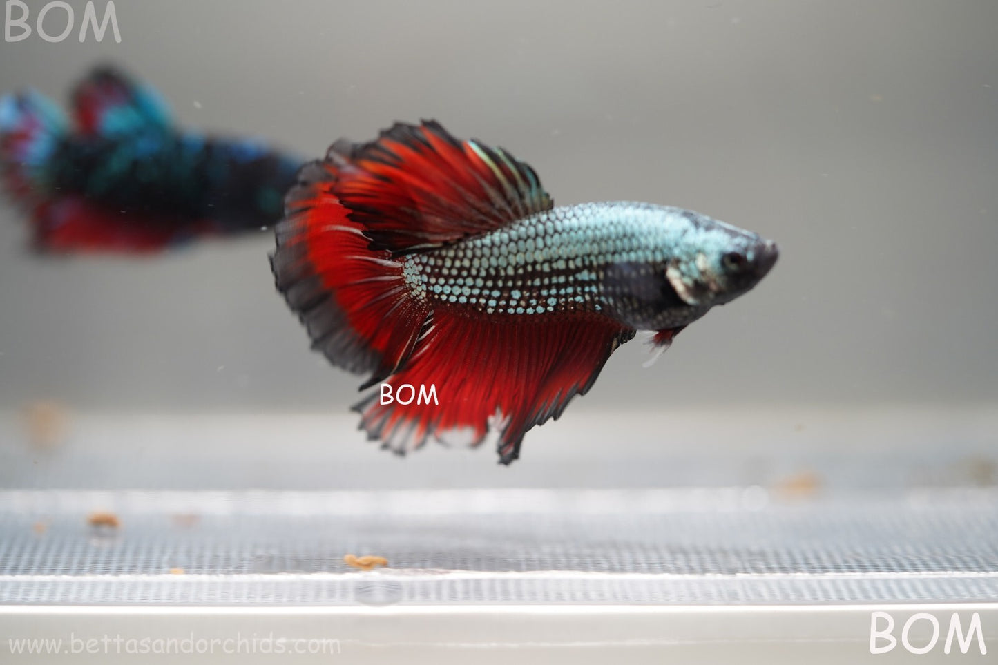 MALE HM Mamba Plakat Betta Fish: Live HMPK | BOM299