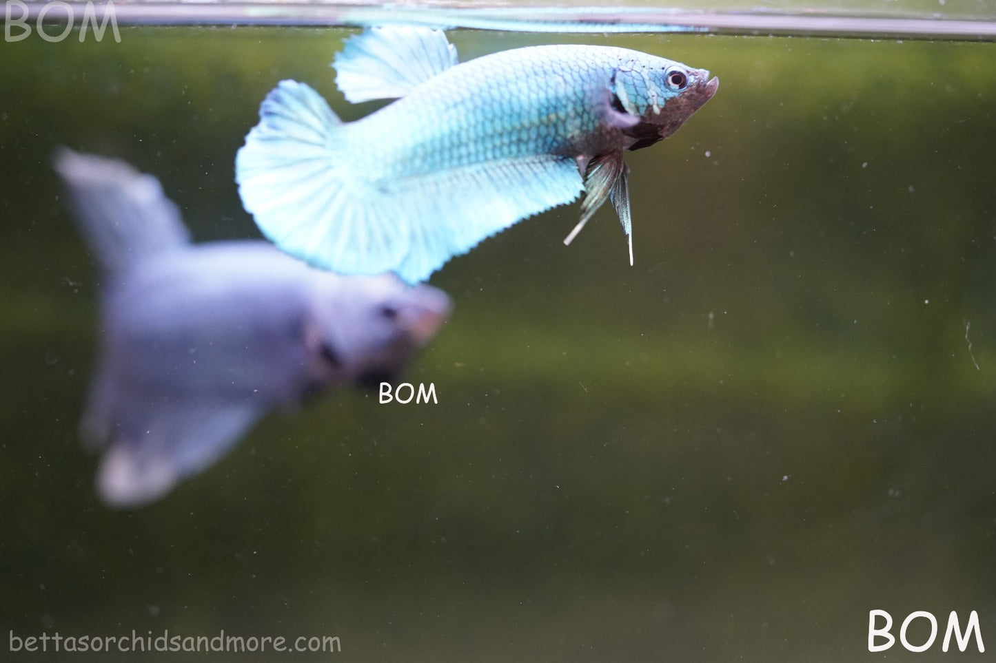 LIVE BETTA GIANT FEMALE BLUE SERIES | BOM-A310