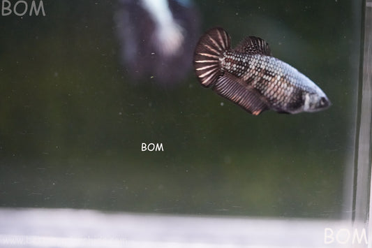 LIVE BETTA FEMALE HMPK SAMURAI  | BOM-A398