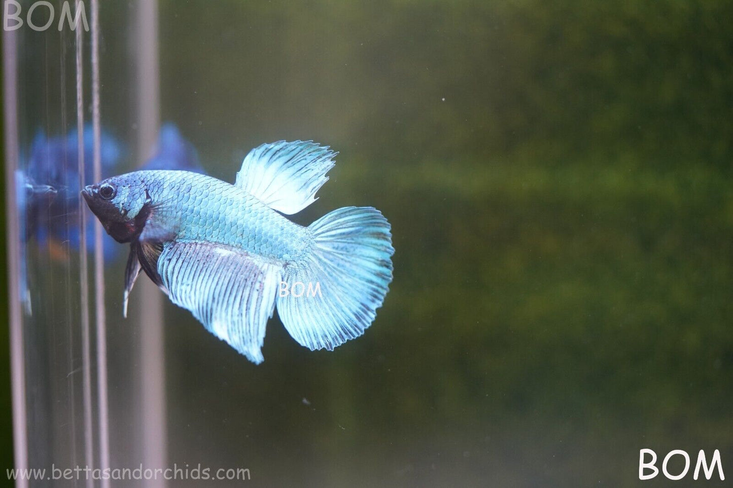 MALE BLUE MASKED FACE SERIES Plakat Betta Fish: Live HMPK BOM-A69