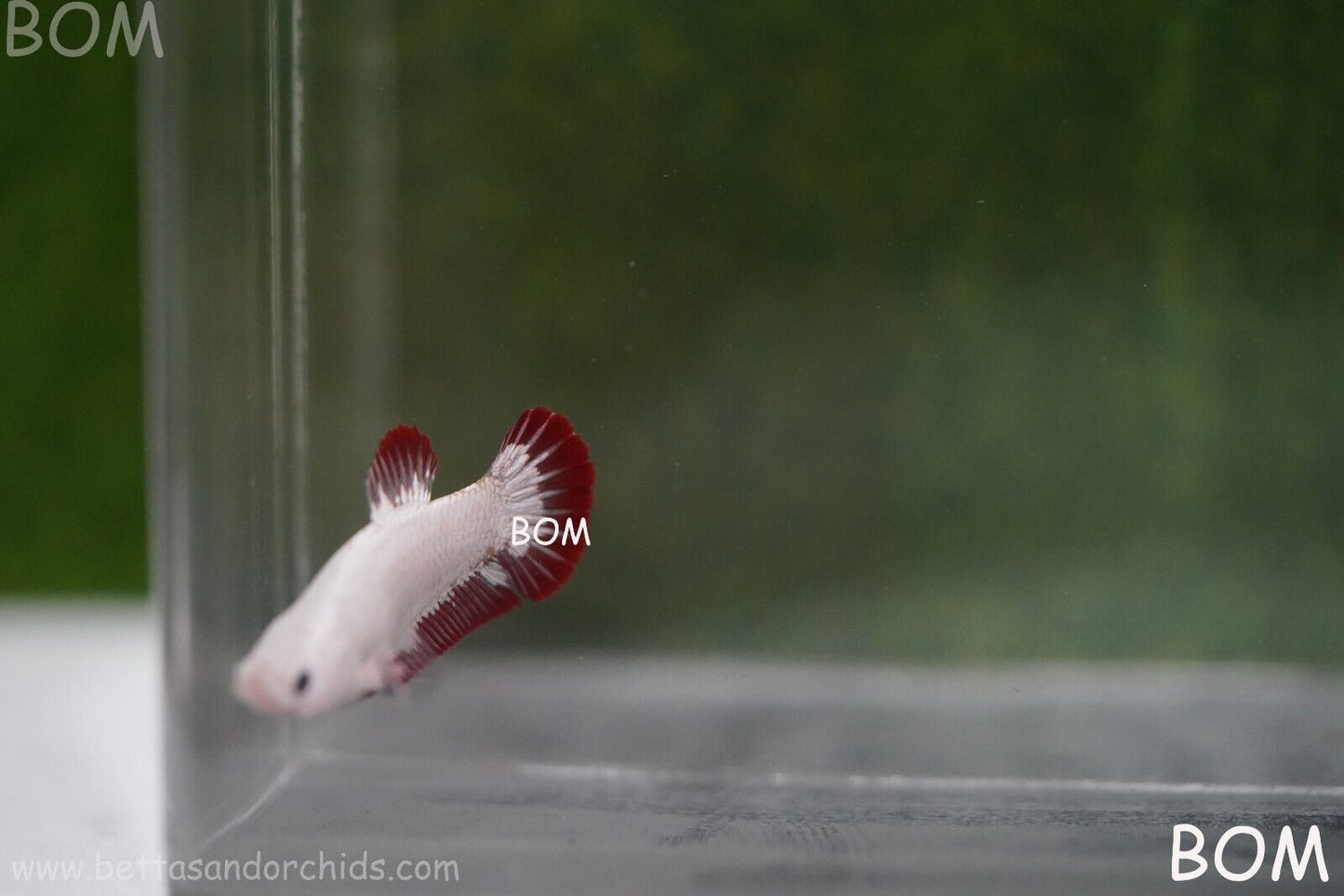 LIVE BETTA HMPK FEMALE RED DRAGON | BOM951