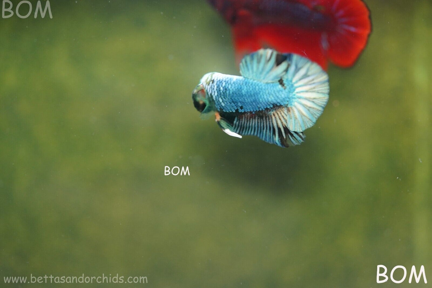 MALE GREEN HULK SERIES Plakat Betta Fish: Live HMPK | UNIQUE | BOM848