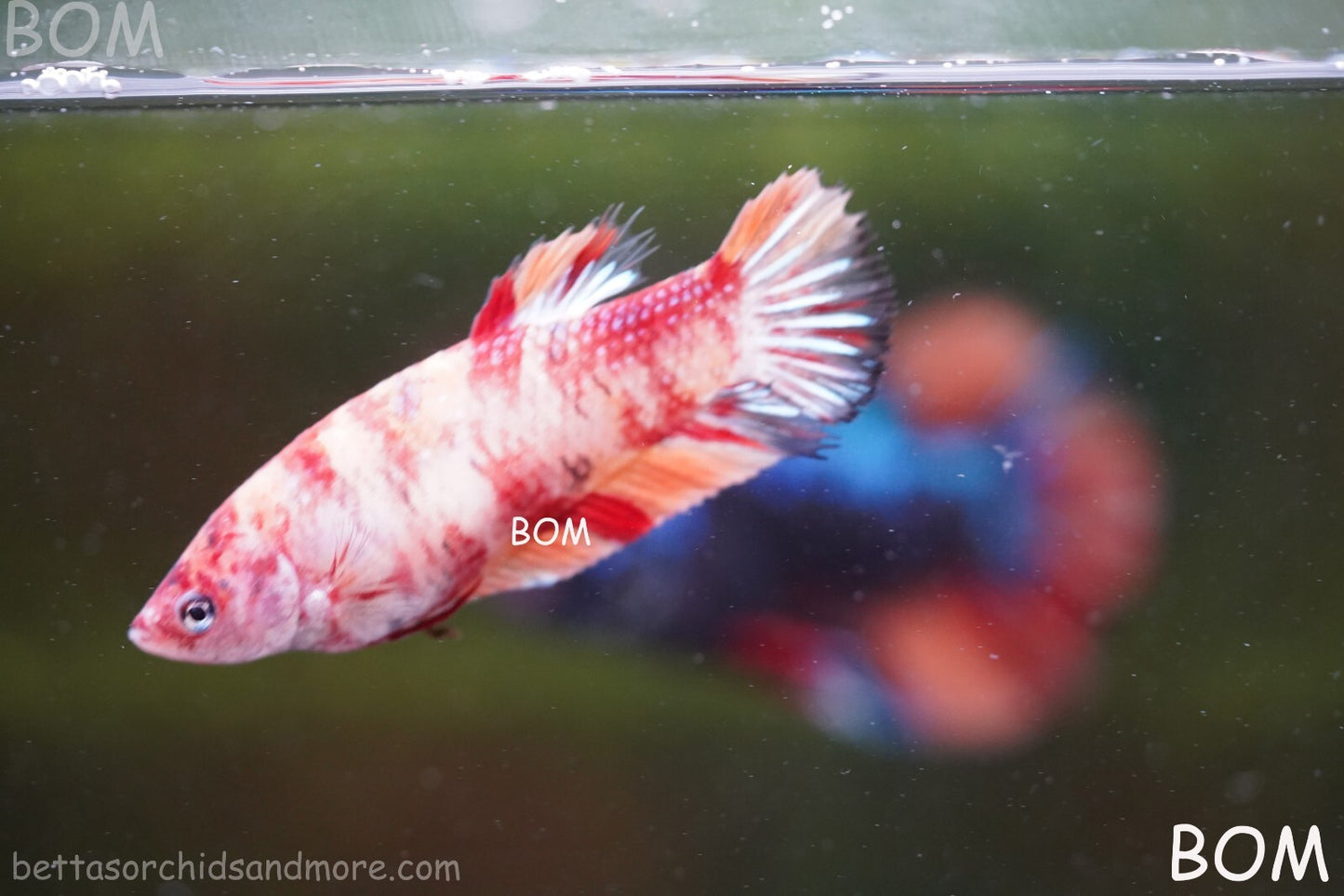 LIVE BETTTA BIG FEMALE MULTICOLOUR HMPK | BOM-A143