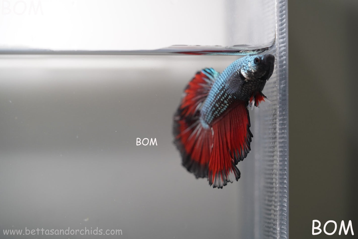 MALE HM Mamba Plakat Betta Fish: Live HMPK | BOM299