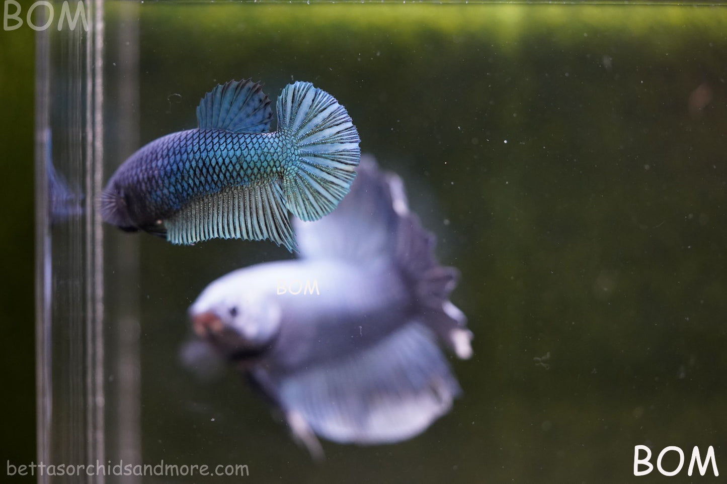 LIVE BETTA GIANT FEMALE BLUE SERIES | BOM-A311