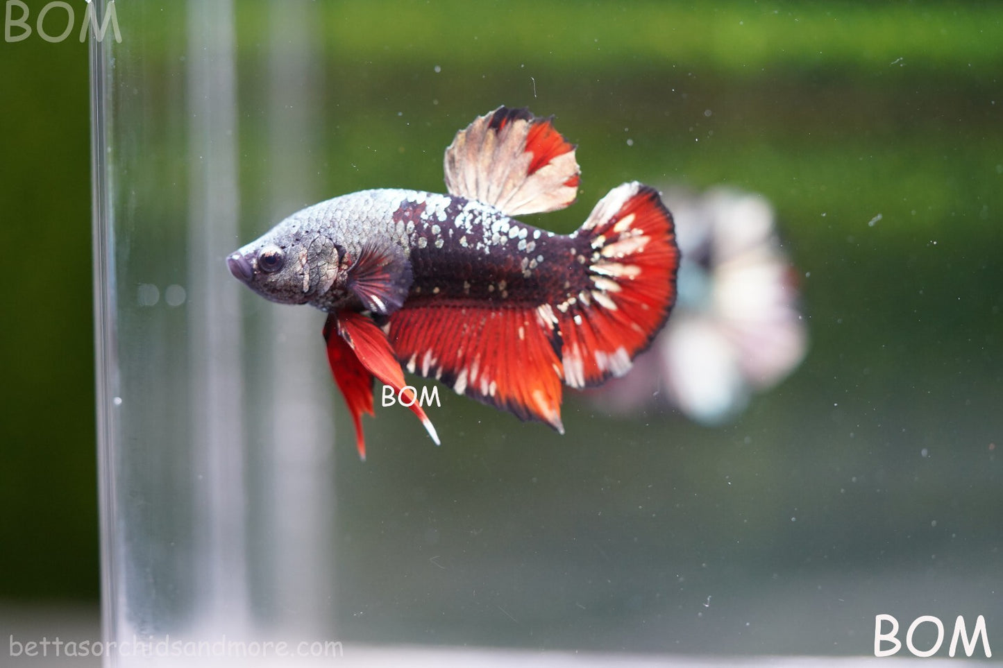 LIVE BETTA MALE AVATAR NEBULA:  Unique Fish | BOM-A234