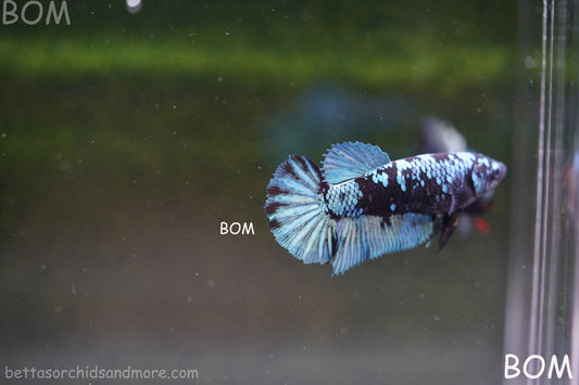 LIVE BETTA FEMALE HALFMOON BLUE AVATAR:  Unique Fish | BOM-A237