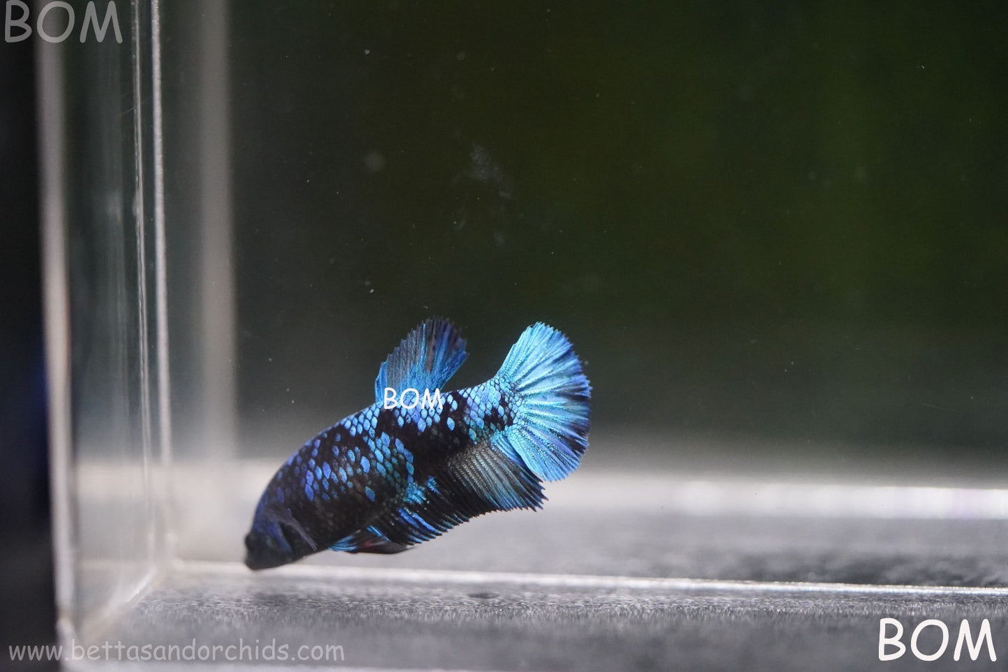 LIVE BETTA FEMALE HMPK GORDON GALAXY DUST | BOM-A503