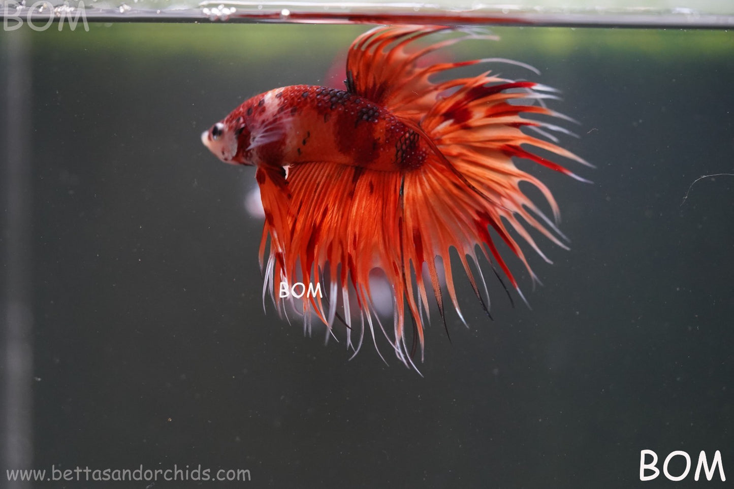 LIVE BETTA MALE CROWN REDS LEOPARDS :  Unique Fish | BOM-A299