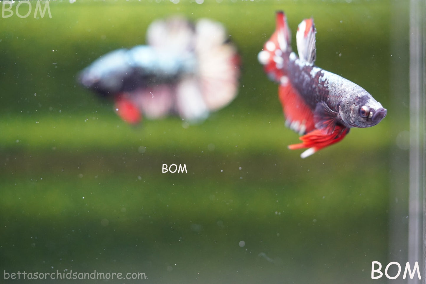 LIVE BETTA MALE AVATAR NEBULA:  Unique Fish | BOM-A234
