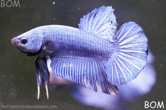 Betta Plakat GIANT MALE BLUE SERIES 5 CM BO | BOM-A304