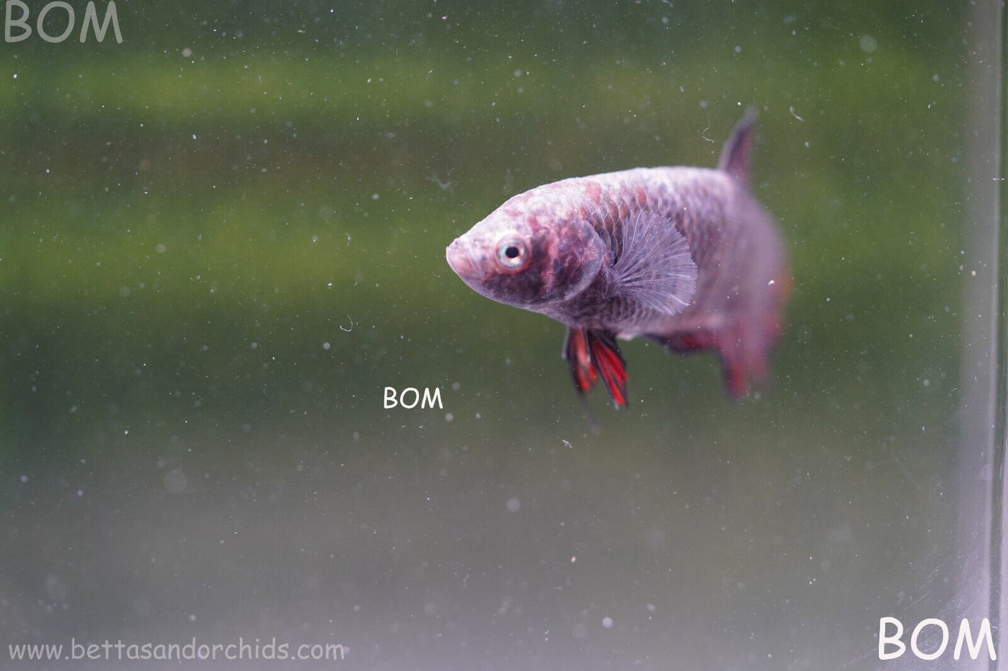 LIVE BETTA HMPK  BIG FEMALE BLACK VARIANT | BOM-A51