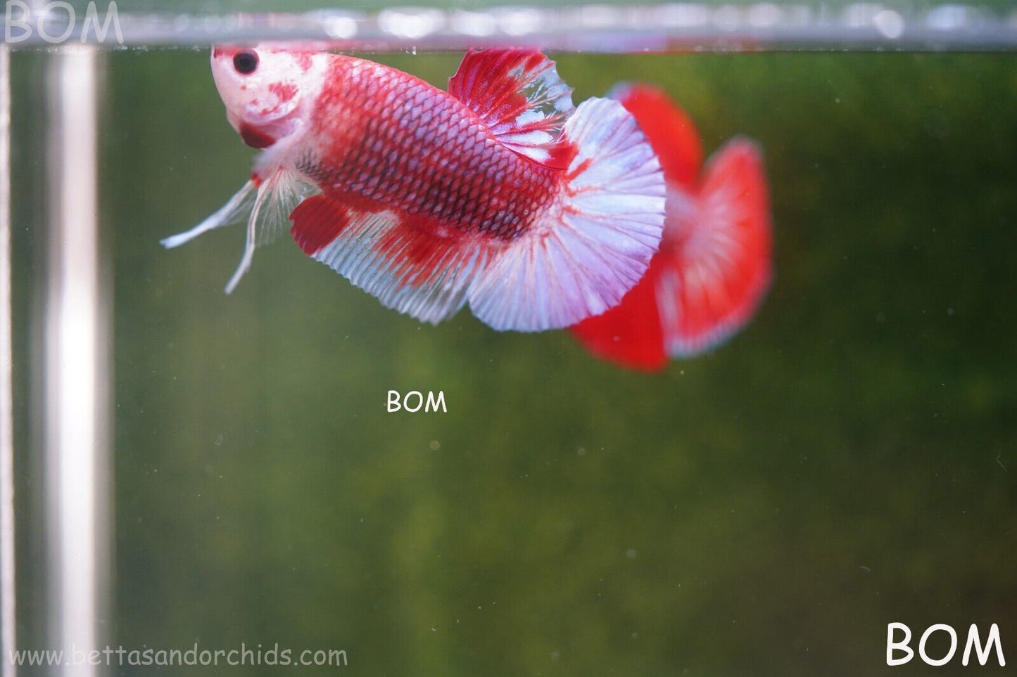 LIVE BETTA HMPK MALE FANCY RED | BOM-A62