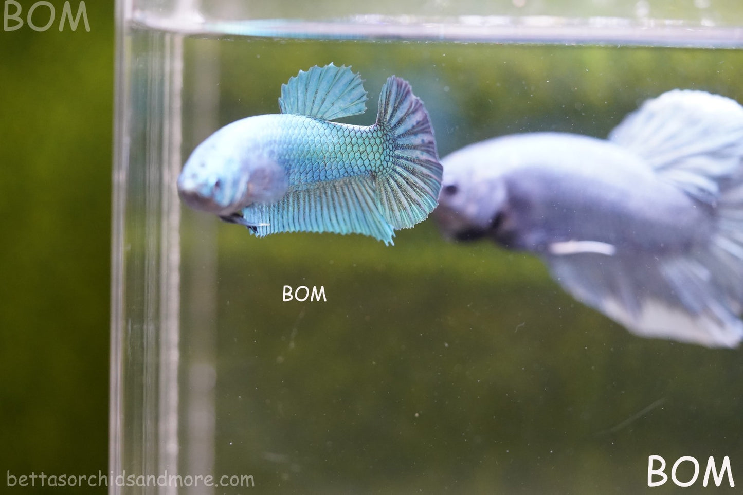 LIVE BETTA GIANT FEMALE BLUE SERIES | BOM-A310