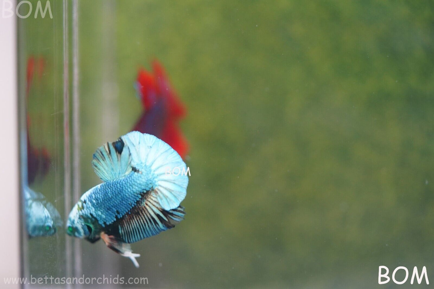 MALE GREEN HULK SERIES Plakat Betta Fish: Live HMPK | UNIQUE | BOM848