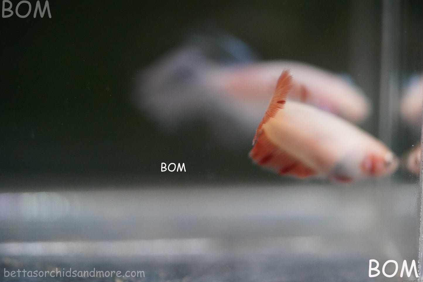 LIVE BETTA FEMALE ARMAGGEDDOM | A VERY UNIQUE FISH  | BOM-A417