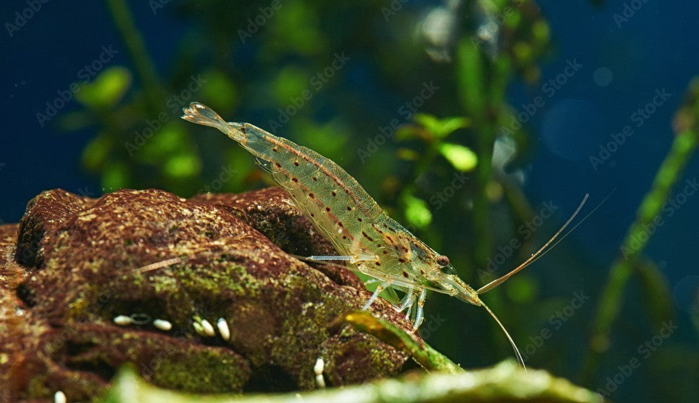 10+1 AMANO SHRIMP Live Freshwater Algae Cleaners – Hardy & Peaceful – FREE Shipp