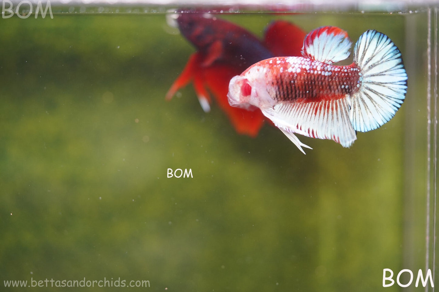 MALE BETTA PLAKAT JUNIOR MULTICOLOUR | BOM845
