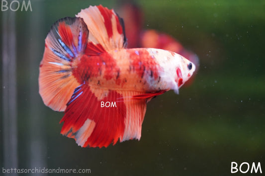 LIVE BETTA BIG MALE LEOPARD HMPK | BOM-A130