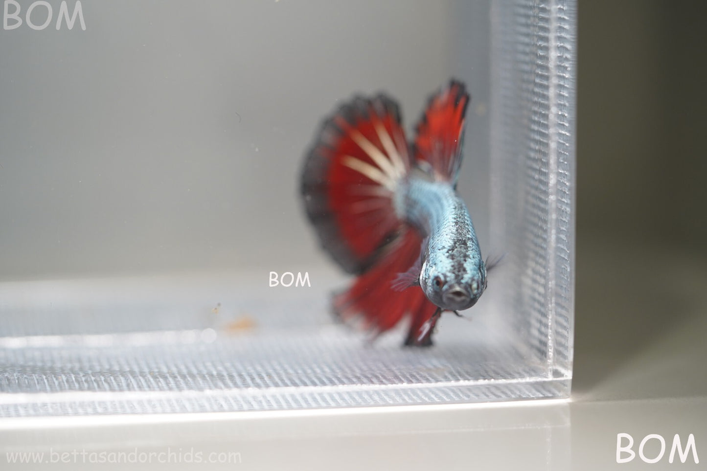 MALE HM Mamba Plakat Betta Fish: Live HMPK | BOM299