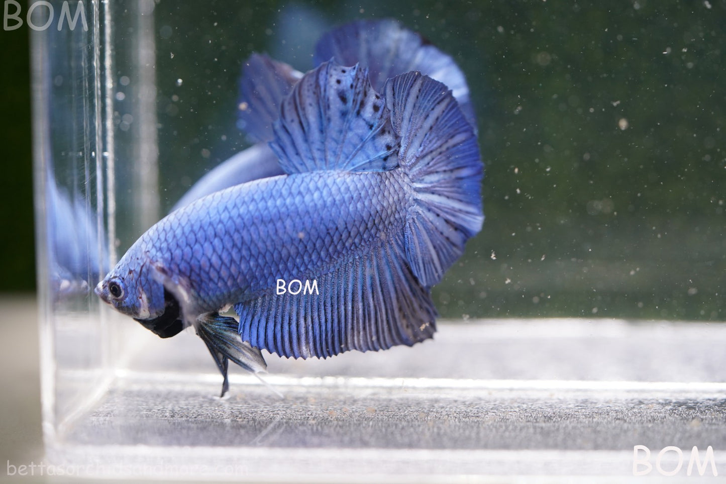 Betta Plakat GIANT MALE BLUE SERIES 5 CM BO | BOM-A305