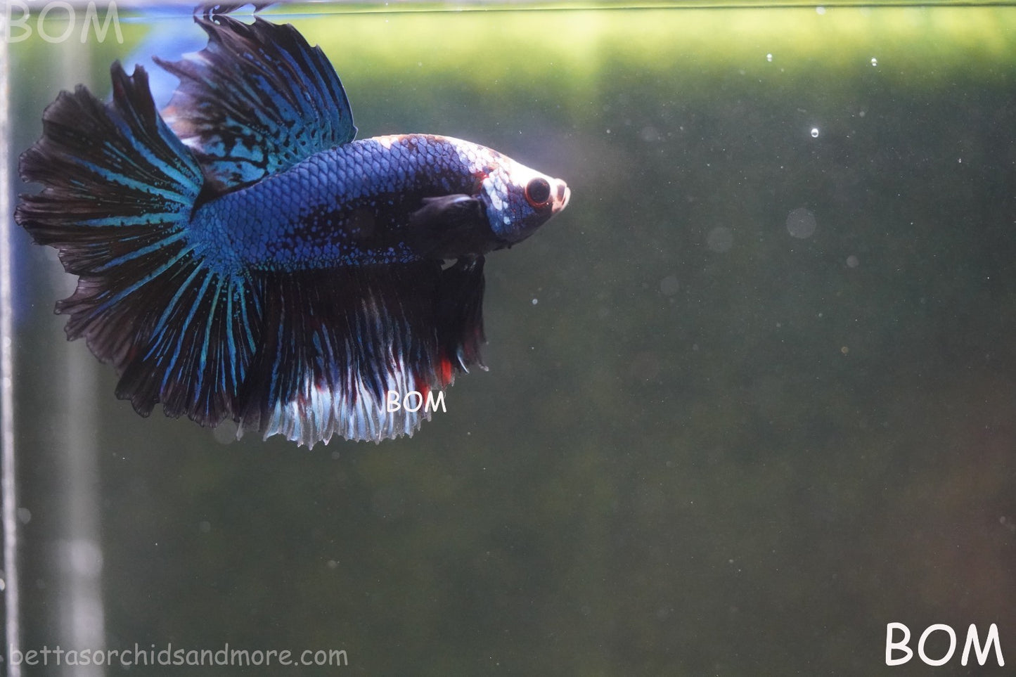 BETTA MALE LIVE HALF MOON TAIL MIDNIGHT BLUE  : Unique Fish | BOM-429
