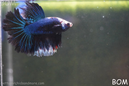 BETTA MALE LIVE HALF MOON TAIL MIDNIGHT BLUE  : Unique Fish | BOM-429