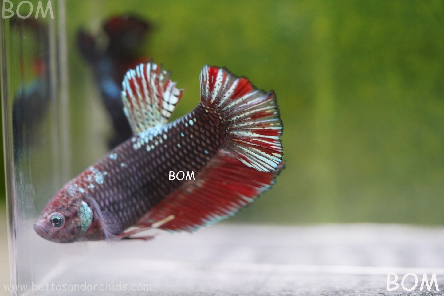 LIVE BETTA HMPK GIANT MALE BLACK VARIANT | BOM-A46