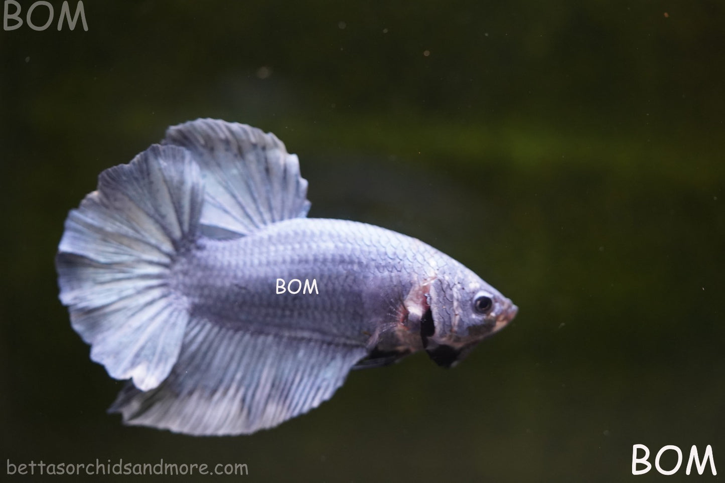 Betta Plakat GIANT MALE BLUE SERIES 5 CM BO | BOM-A306
