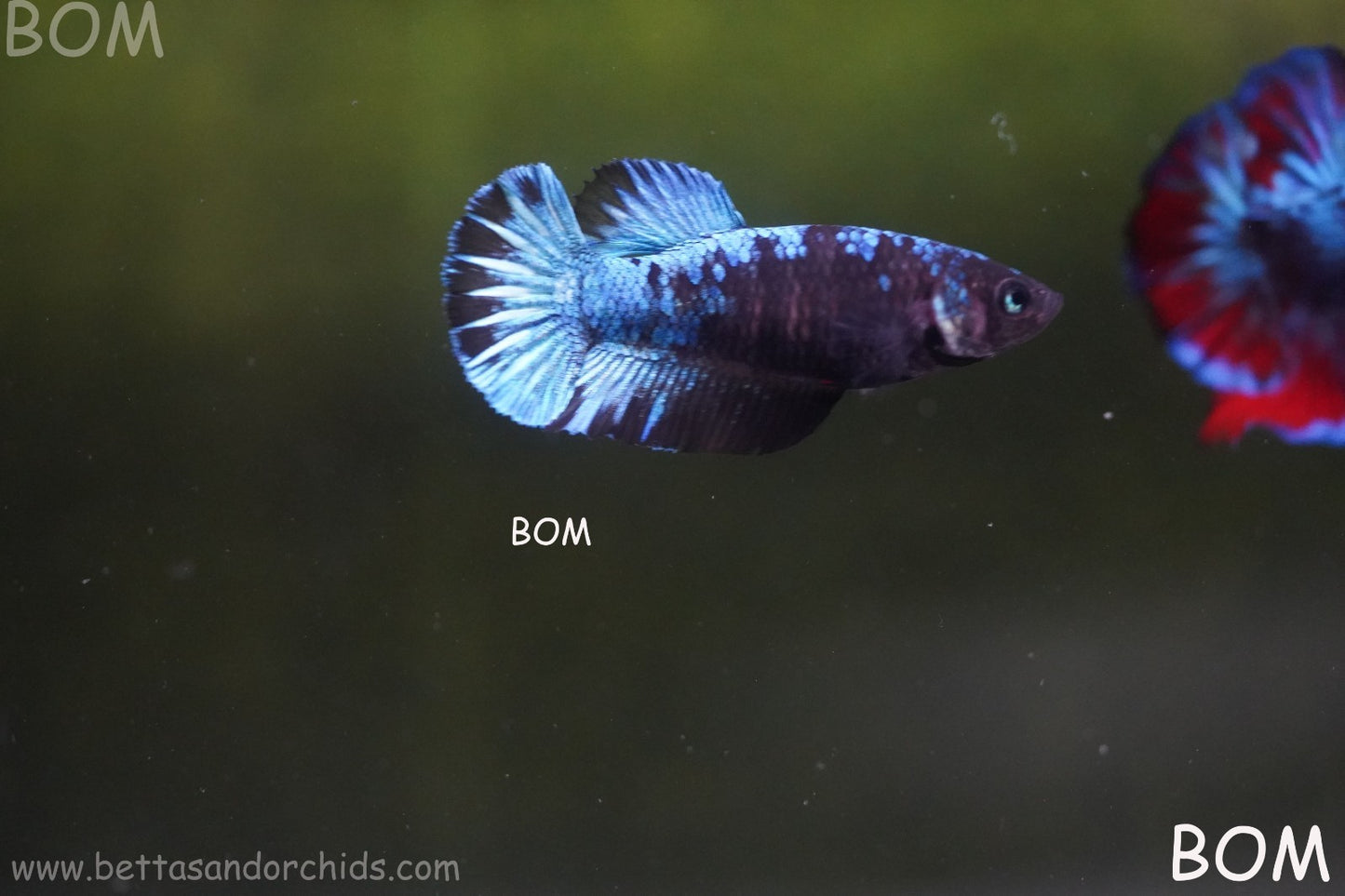 LIVE BETTA FEMALE HMPK GORDON GALAXY DUST | BOM-A504
