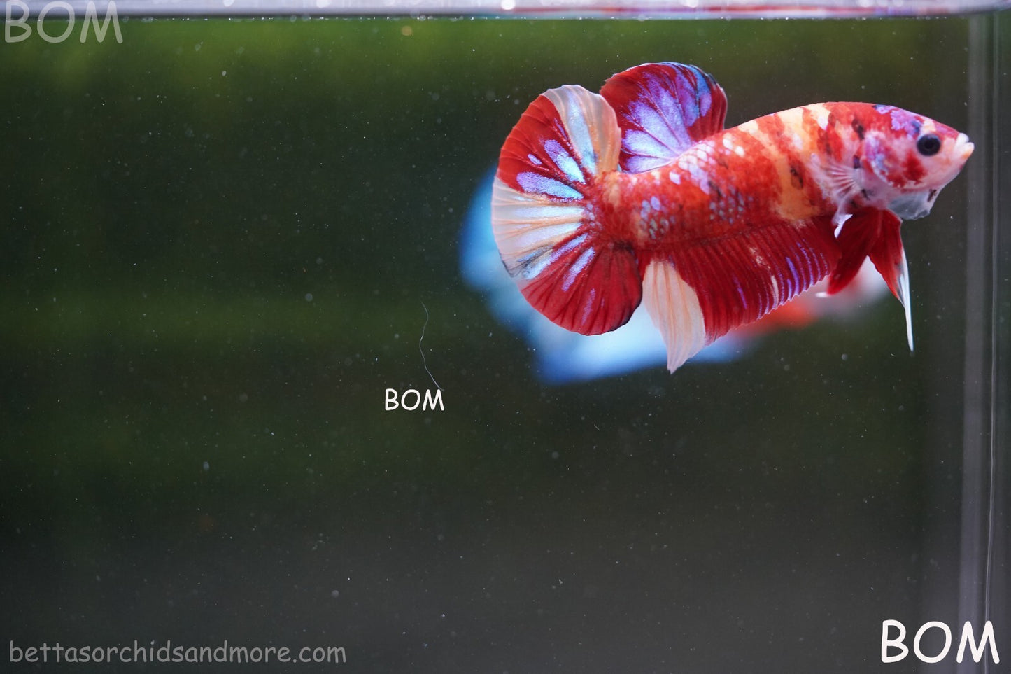 LIVE BETTA HMPK MALE LEOPARD | BOM-A264