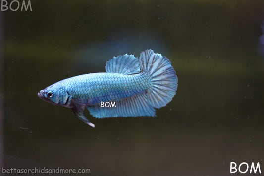 LIVE BETTA GIANT FEMALE BLUE SERIES | BOM-A310