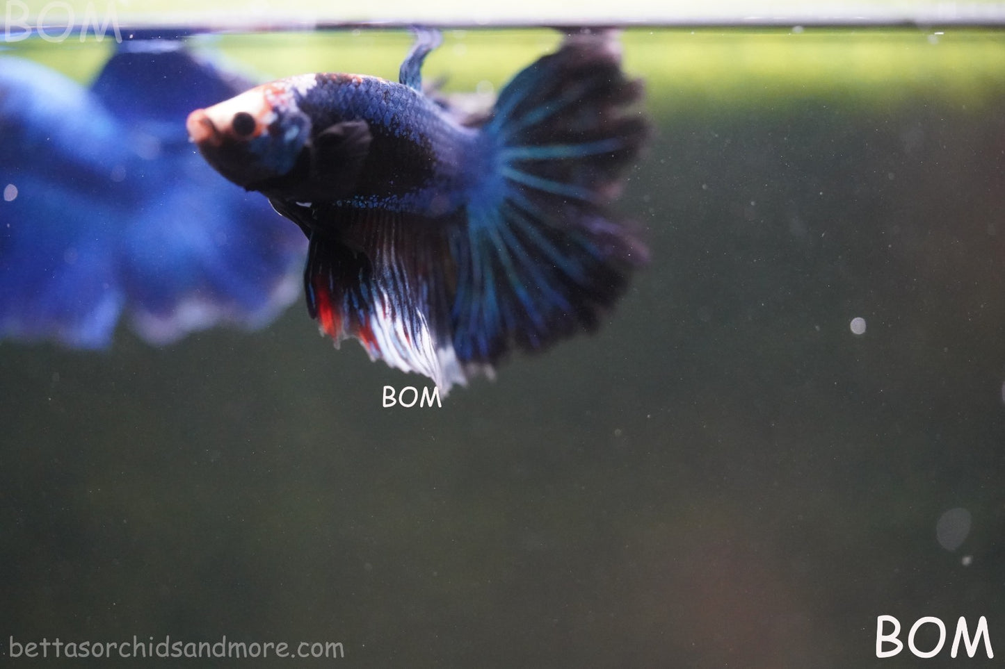 BETTA MALE LIVE HALF MOON TAIL MIDNIGHT BLUE  : Unique Fish | BOM-429