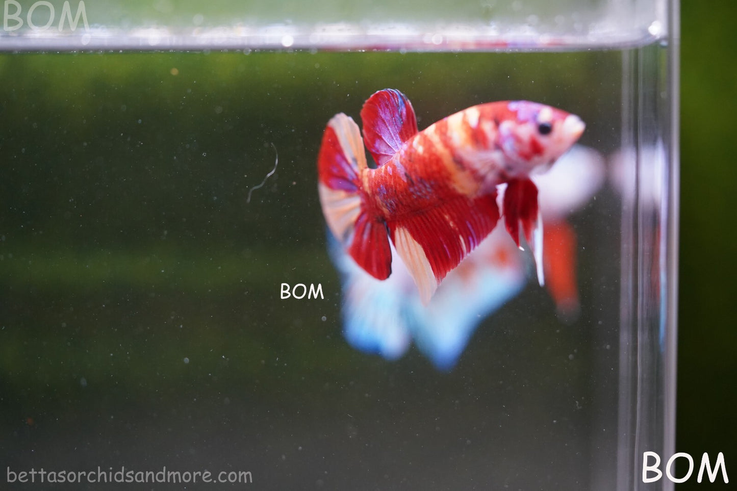 LIVE BETTA HMPK MALE LEOPARD | BOM-A264