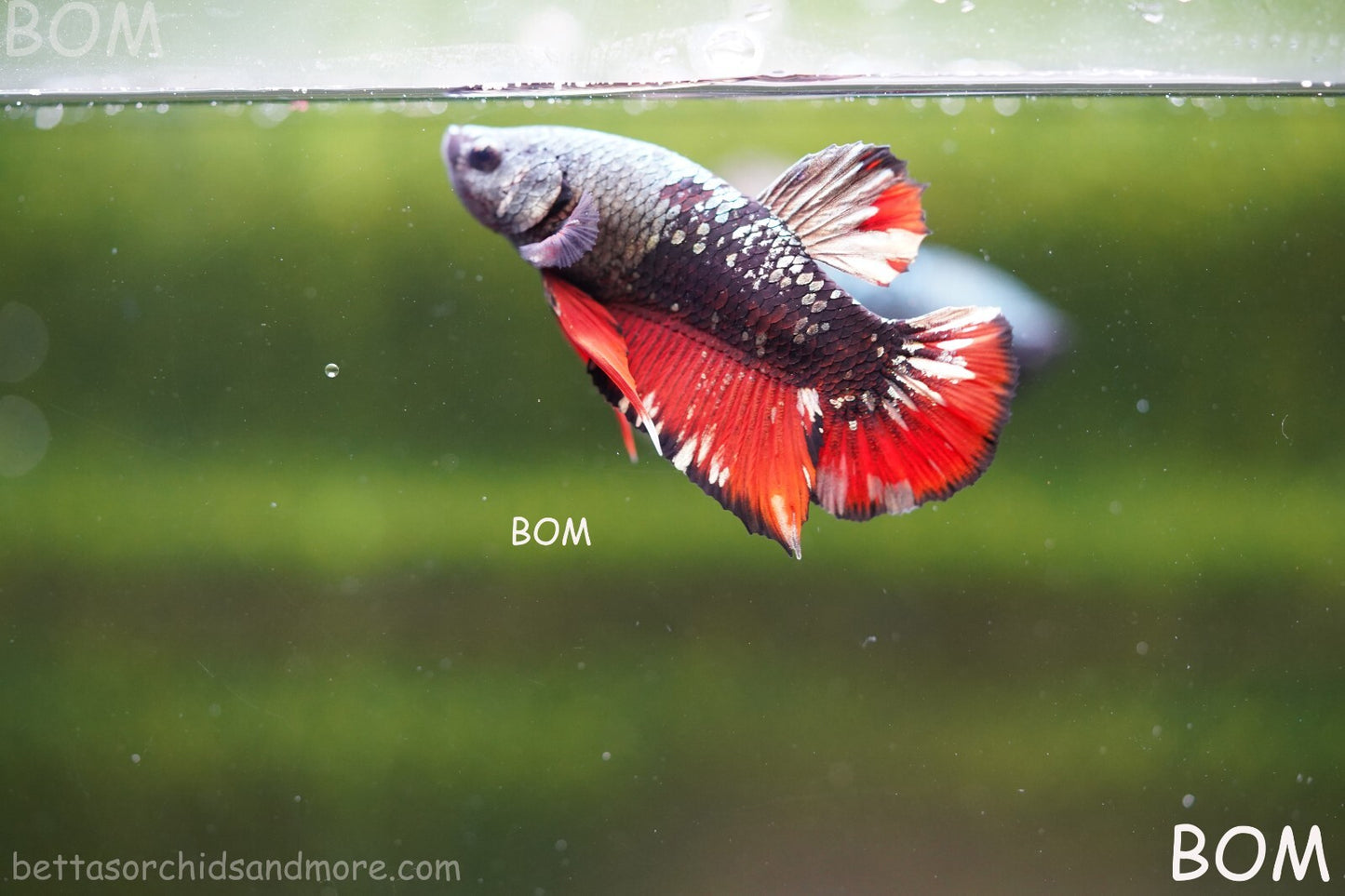 LIVE BETTA MALE AVATAR NEBULA:  Unique Fish | BOM-A234