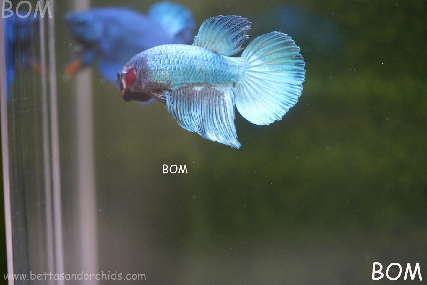 MALE BLUE MASKED FACE SERIES Plakat Betta Fish: Live HMPK BOM-A69