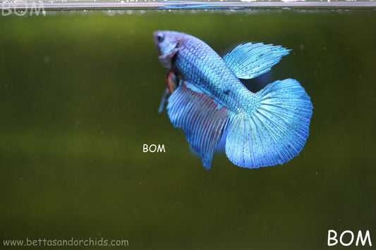 MALE BLUE LONG FIN SERIES Plakat Betta Fish: Live HMPK BOM-A70