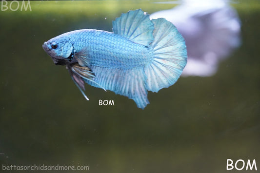 Betta Plakat GIANT MALE BLUE SERIES 5 CM BO | BOM-A307