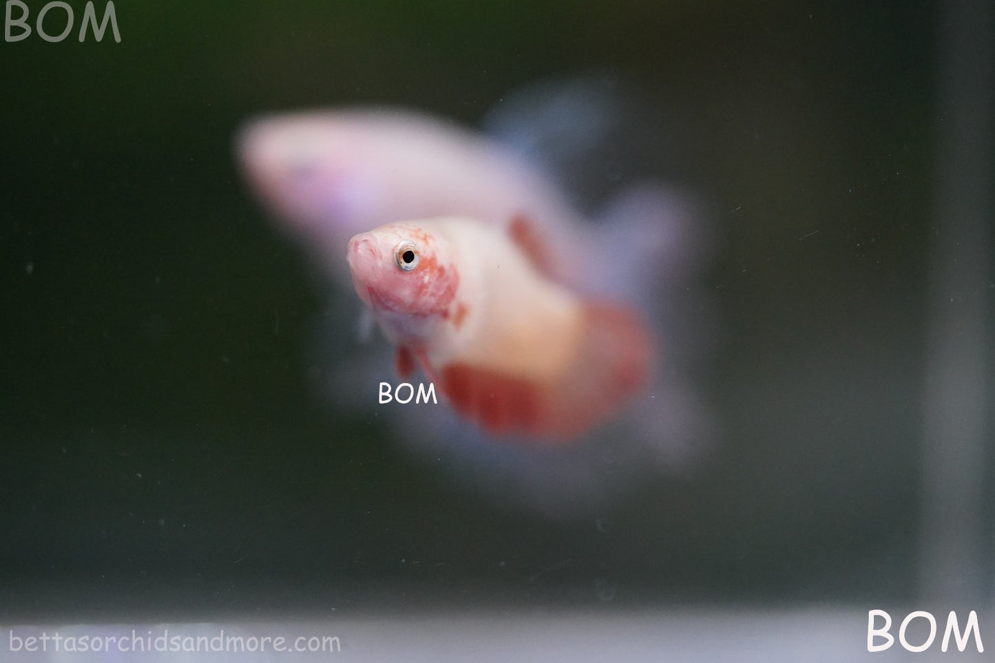 LIVE BETTA FEMALE ARMAGGEDDOM | A VERY UNIQUE FISH  | BOM-A417