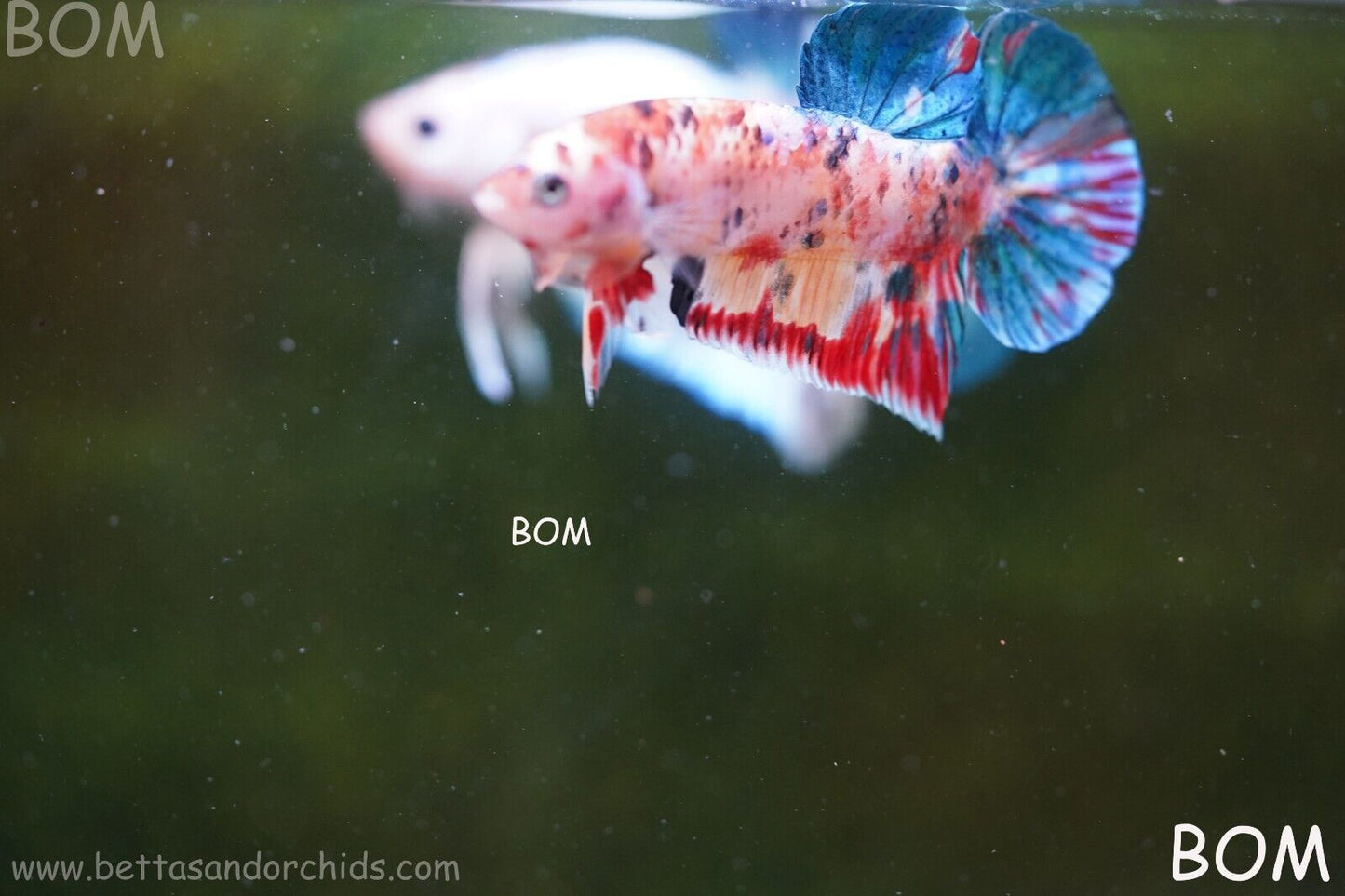 LIVE BETTTA BIG MALE MULTICOLOUR HMPK | BOM-A117