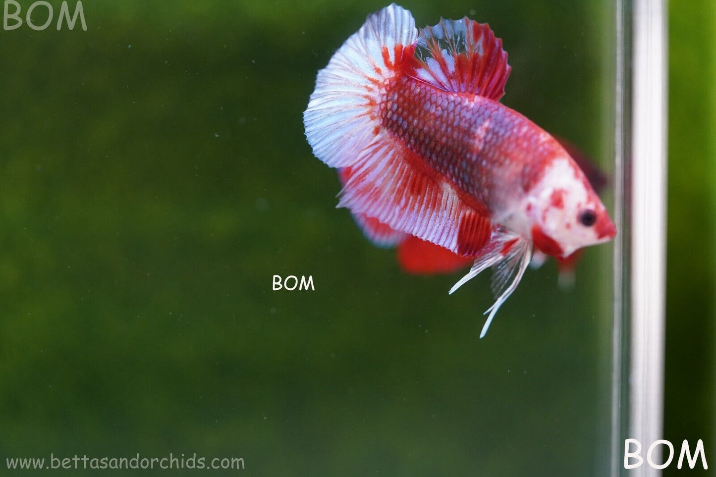 LIVE BETTA HMPK MALE FANCY RED | BOM-A62