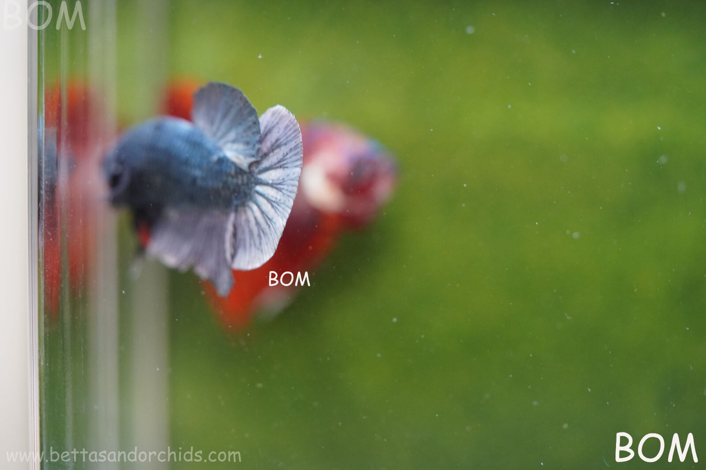 MALE COPPER SERIES HMPK Betta Fish: Live HMPK | BOM988