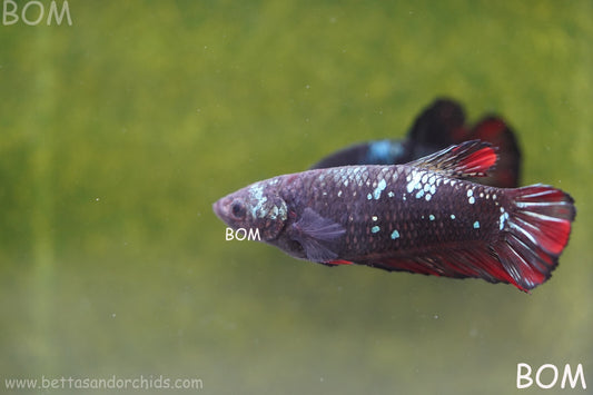 LIVE BETTA HMPK  BIG FEMALE BLACK VARIANT | BOM-A47