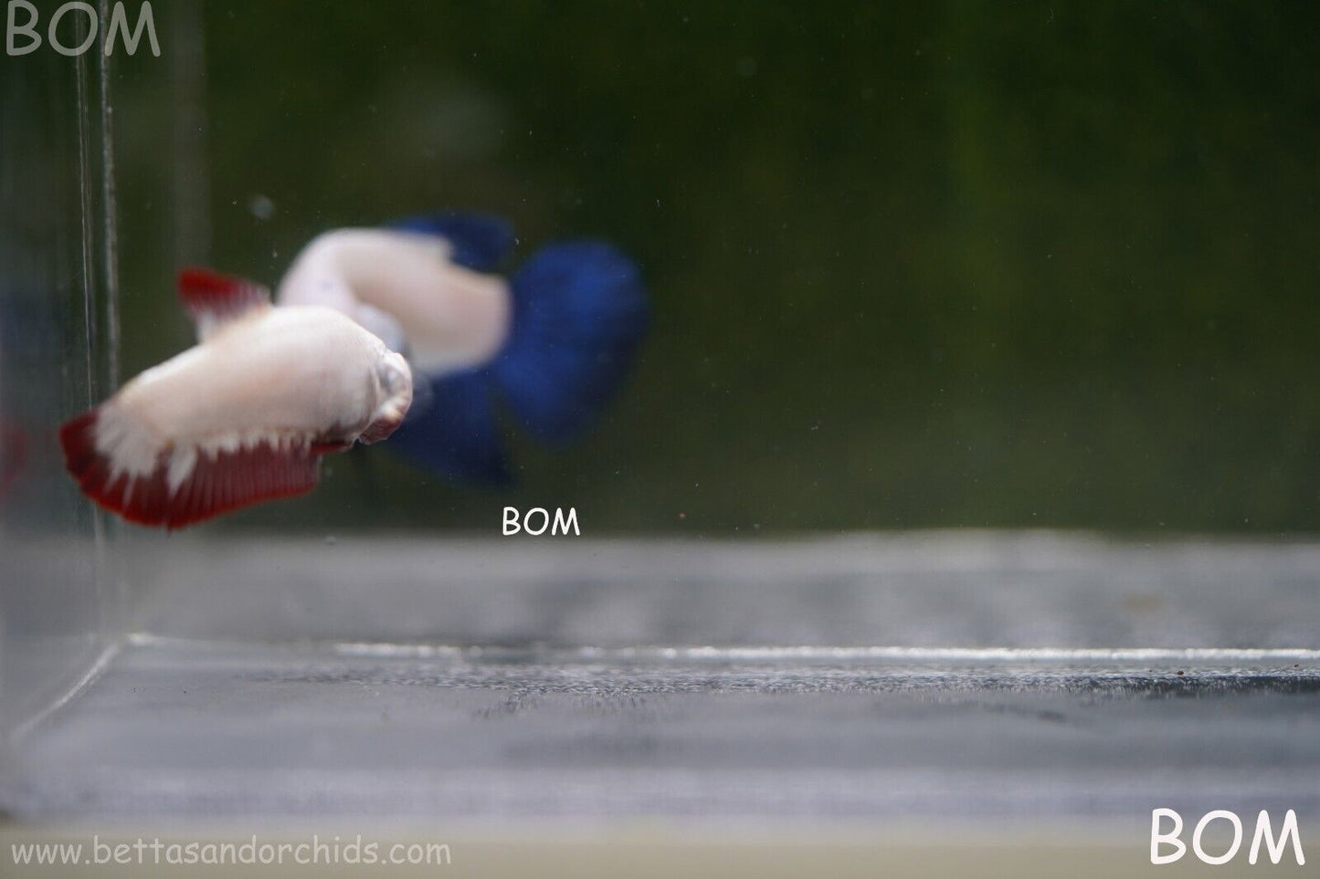 LIVE BETTA HMPK FEMALE RED DRAGON | BOM951