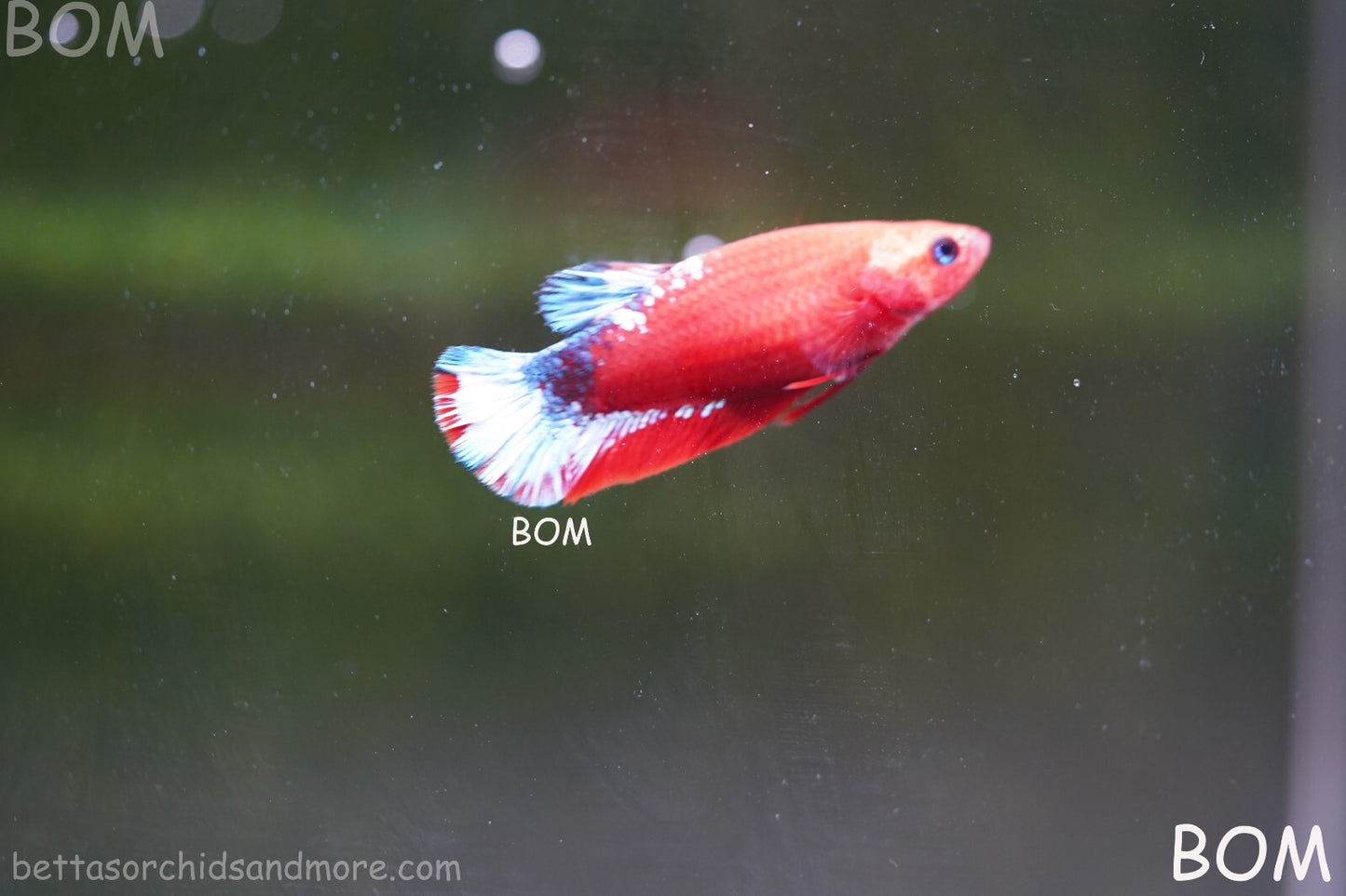 PREMIUM FEMALE HELLBOY HMPK BETTA Fish:Live HMPK | BOM-A227