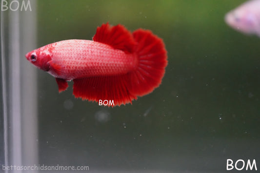 LIVE BETTA FEMALE BEAUTIFUL JUNIOR  SUPER RED ROSE TAIL : Unique Fish | BOM-A419