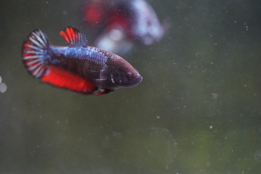 LIVE BETTA FEMALE HMPK RED AND BLUE BESGEL  | BOM-A410